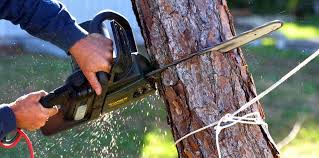 How Our Tree Care Process Works  in  Blythewood, SC