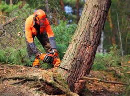 Trusted Blythewood, SC  Tree Services Experts